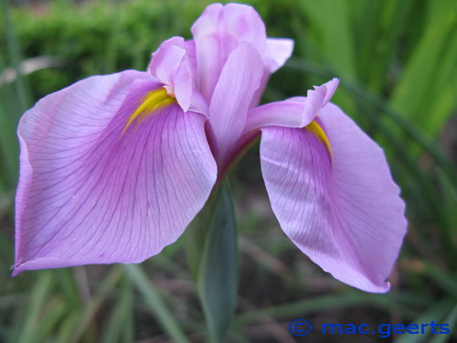 Iris ensata 'Rose Queen'